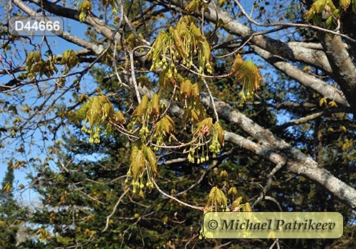 Sugar Maple (Acer saccharum)